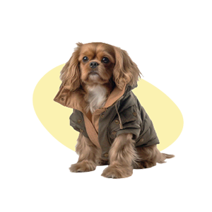 an image of a dog